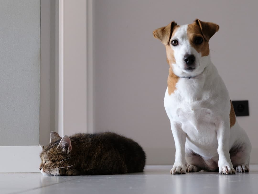 Garde d'animaux