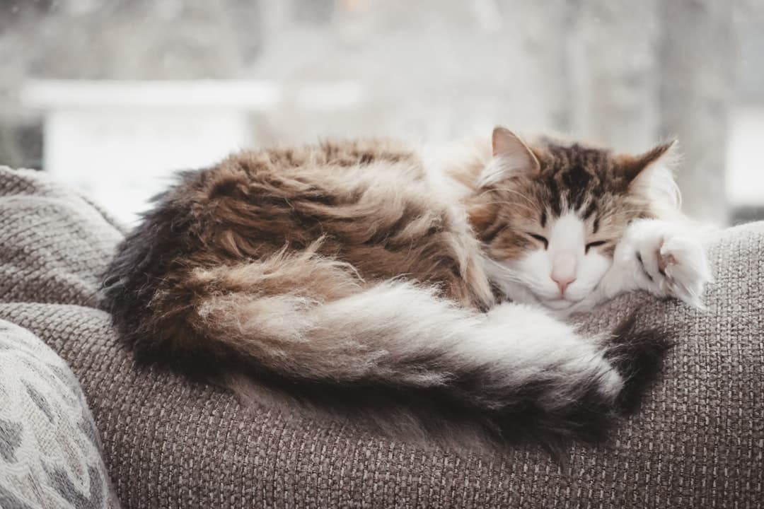 Garde de chat